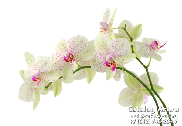 White orchids 29